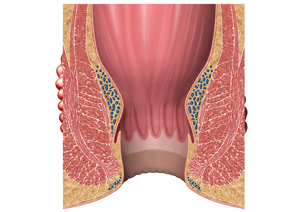 rectum